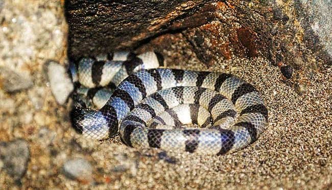 Holy Snake Encounter