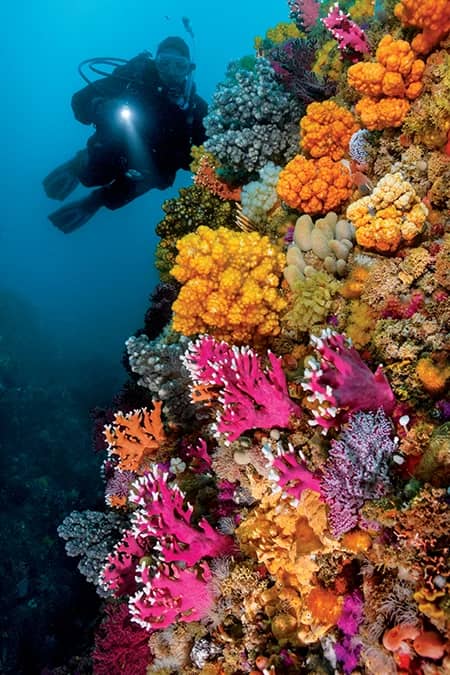 Underwater Wonders