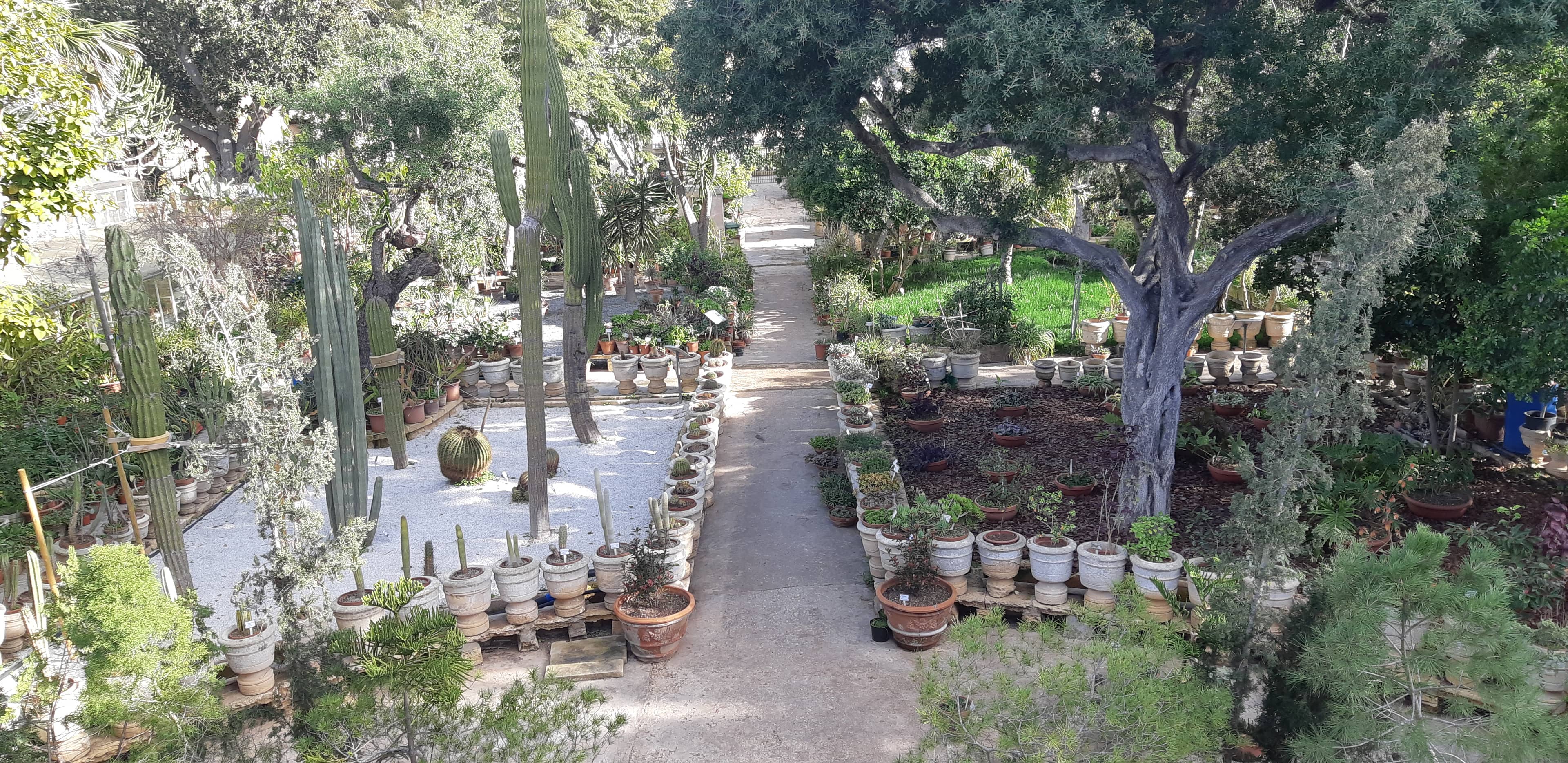 Mediterranean Plant Collection