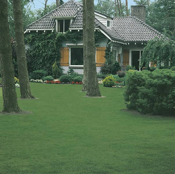 Shady Green Lawns