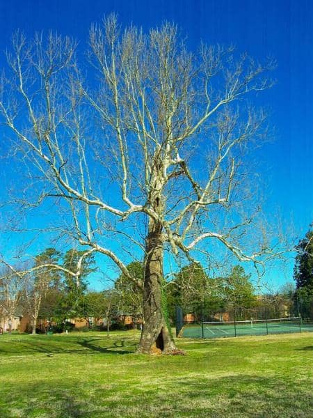 The Hallowed Tree
