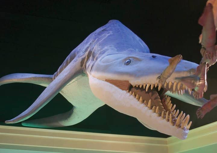 Natural History Dioramas