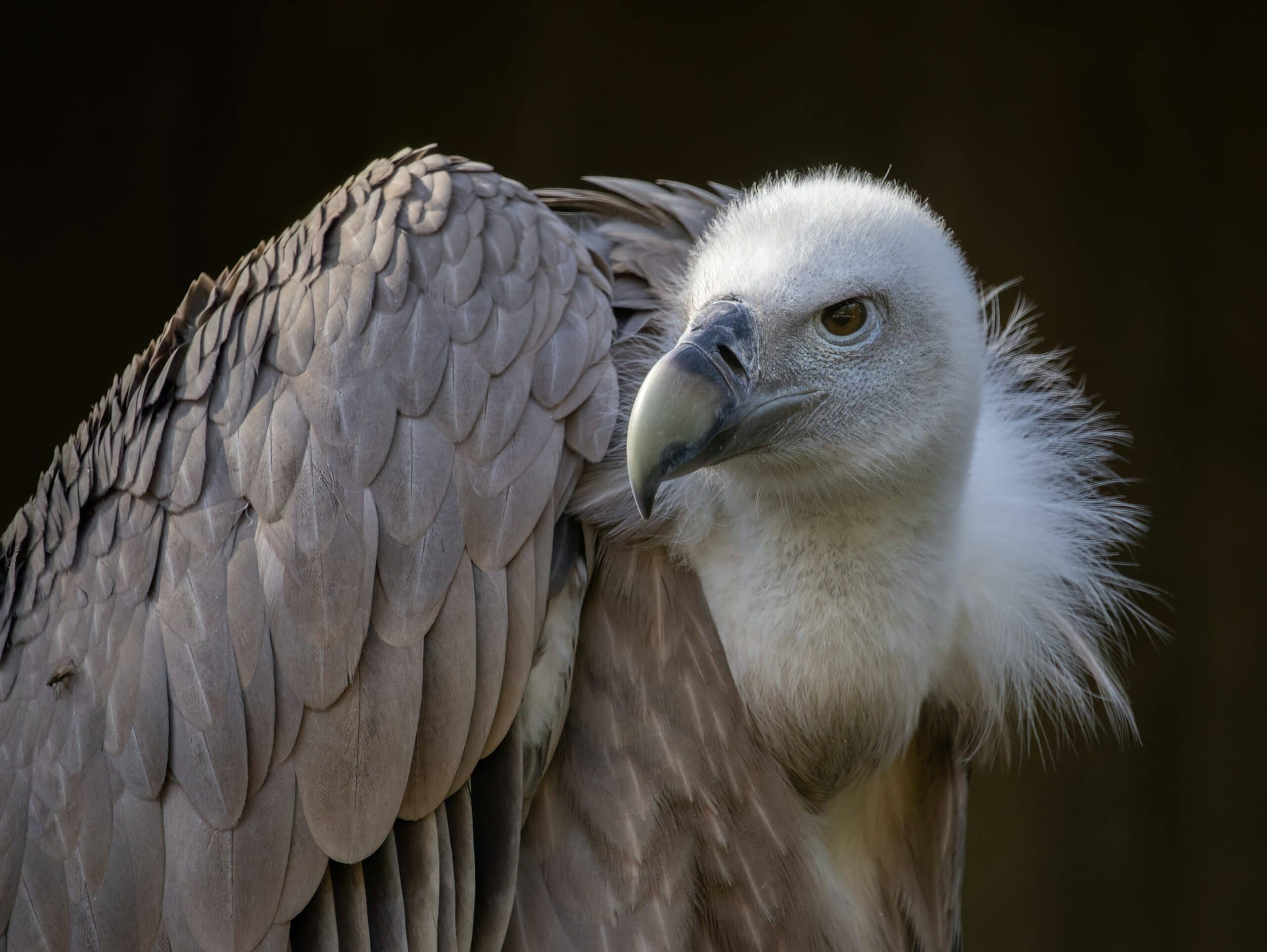 Griffon Vulture Spotting