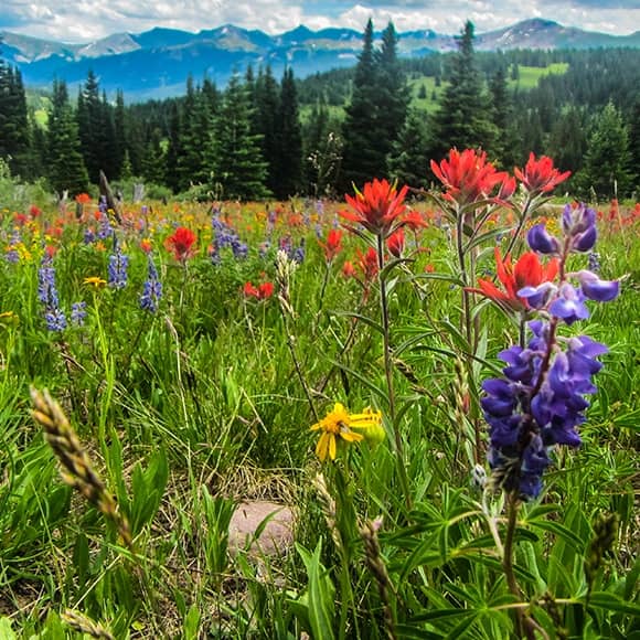 Wildflower Displays