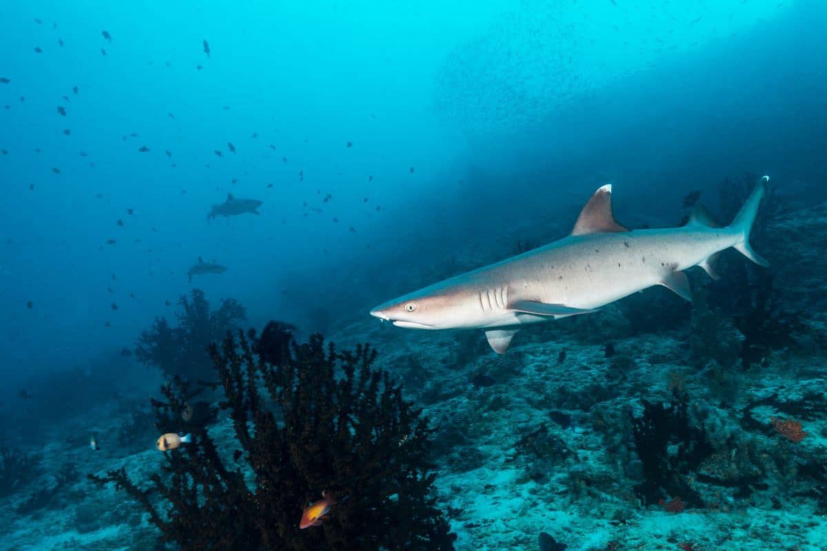Shark and Ray Encounters