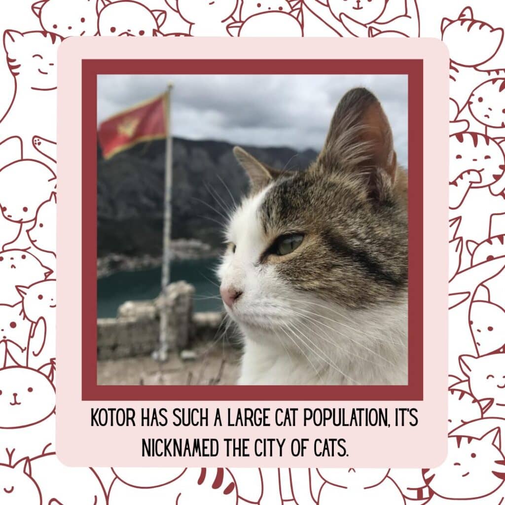 Support Local Cats