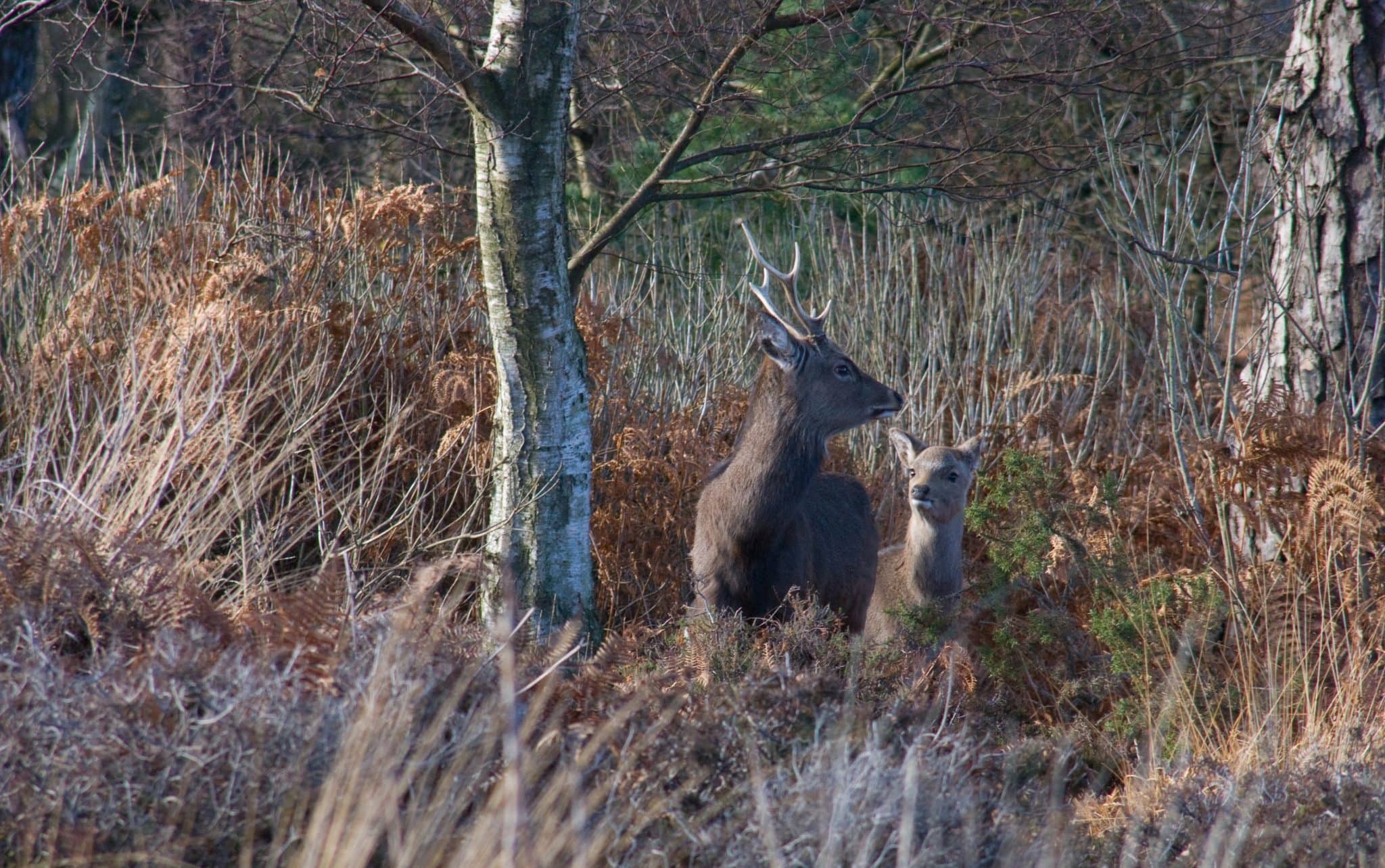 RSPB Arne Nature Reserve