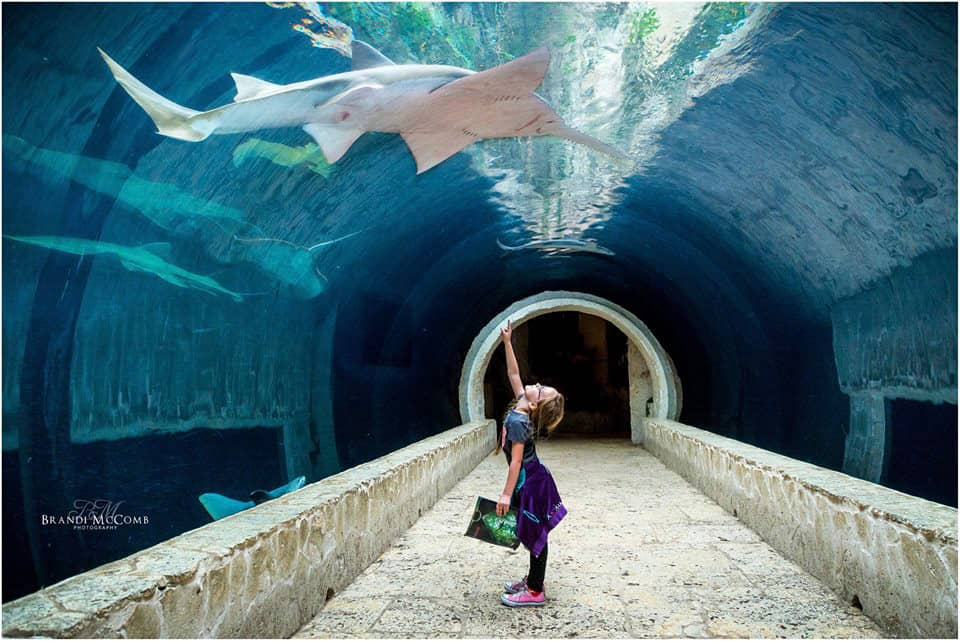 Shark Tunnel