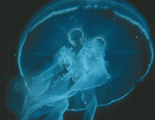 Jellyfish Tanks