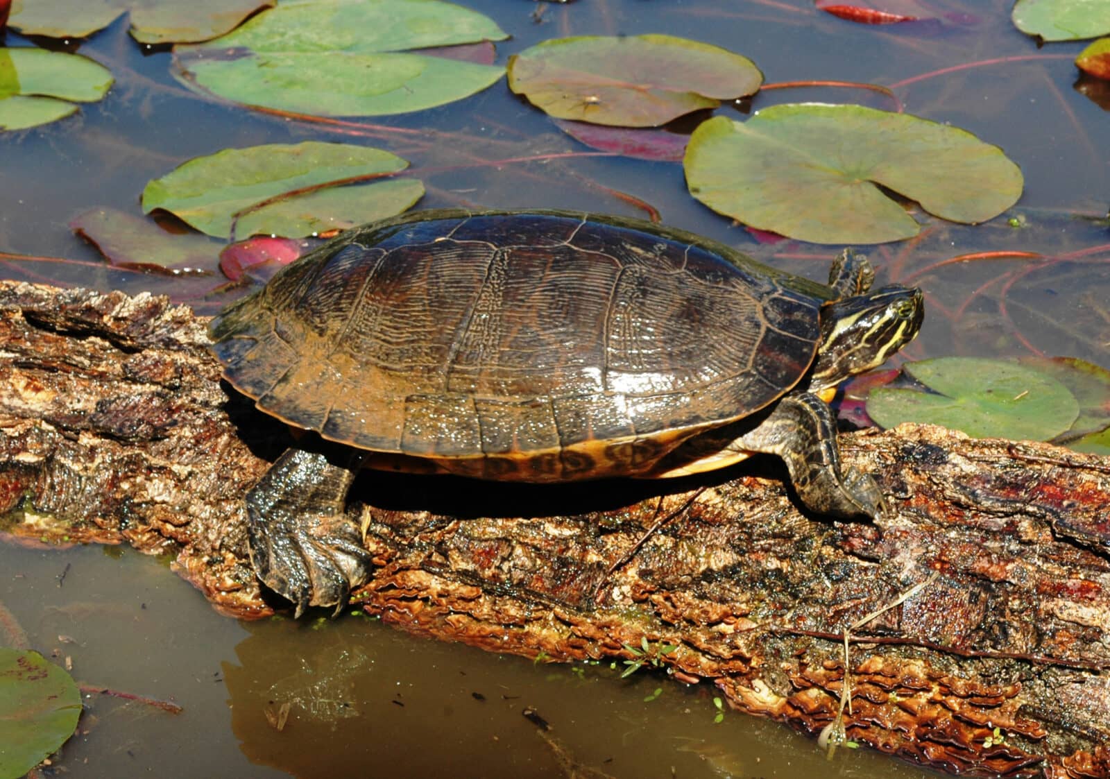Wildlife Viewing