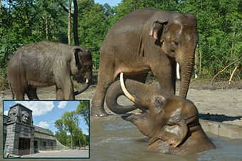 Majestic Elephants