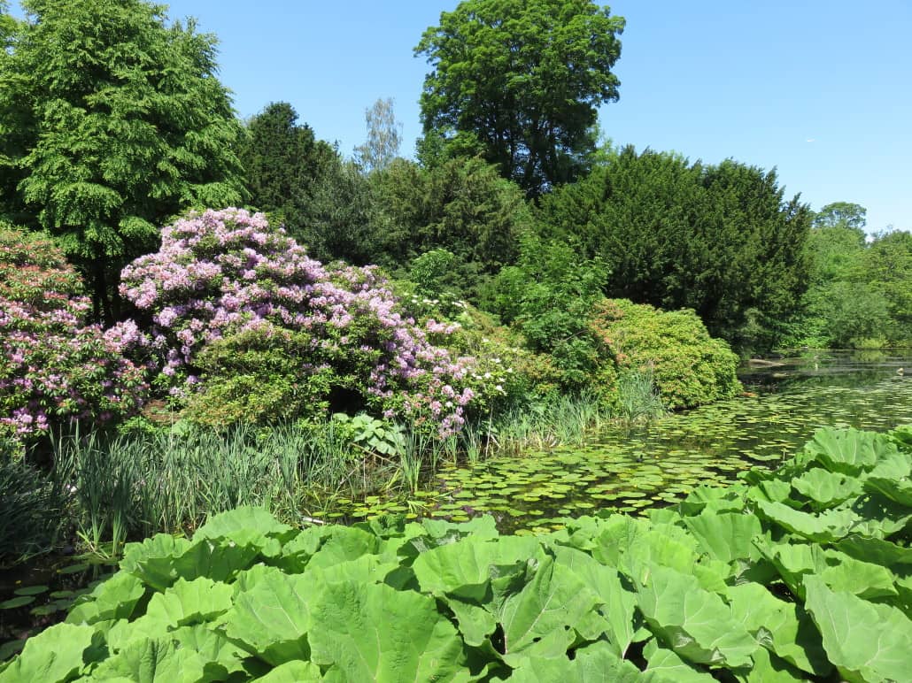 Rhododendron Garden