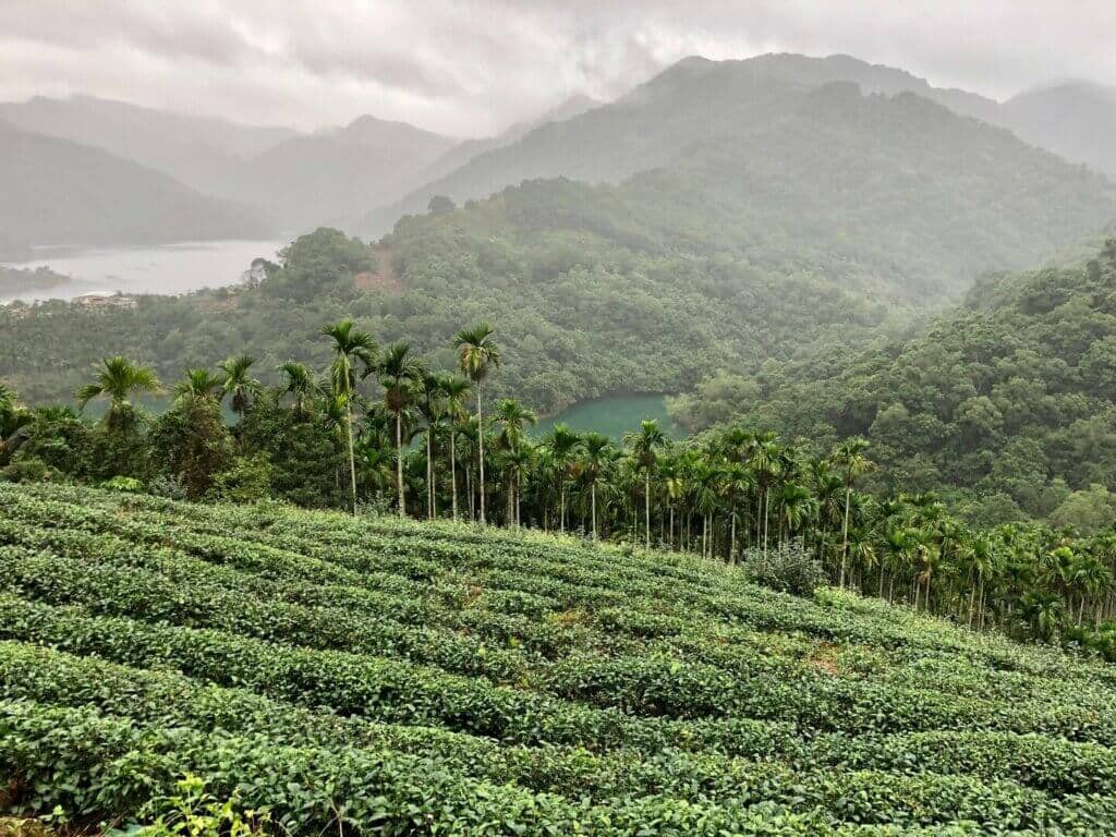 Tranquil Tea Gardens