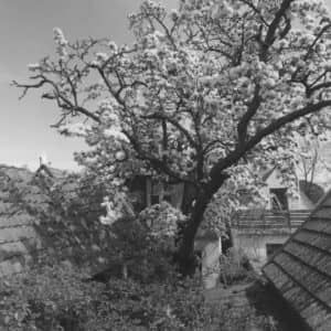 The Pear Tree's Legacy