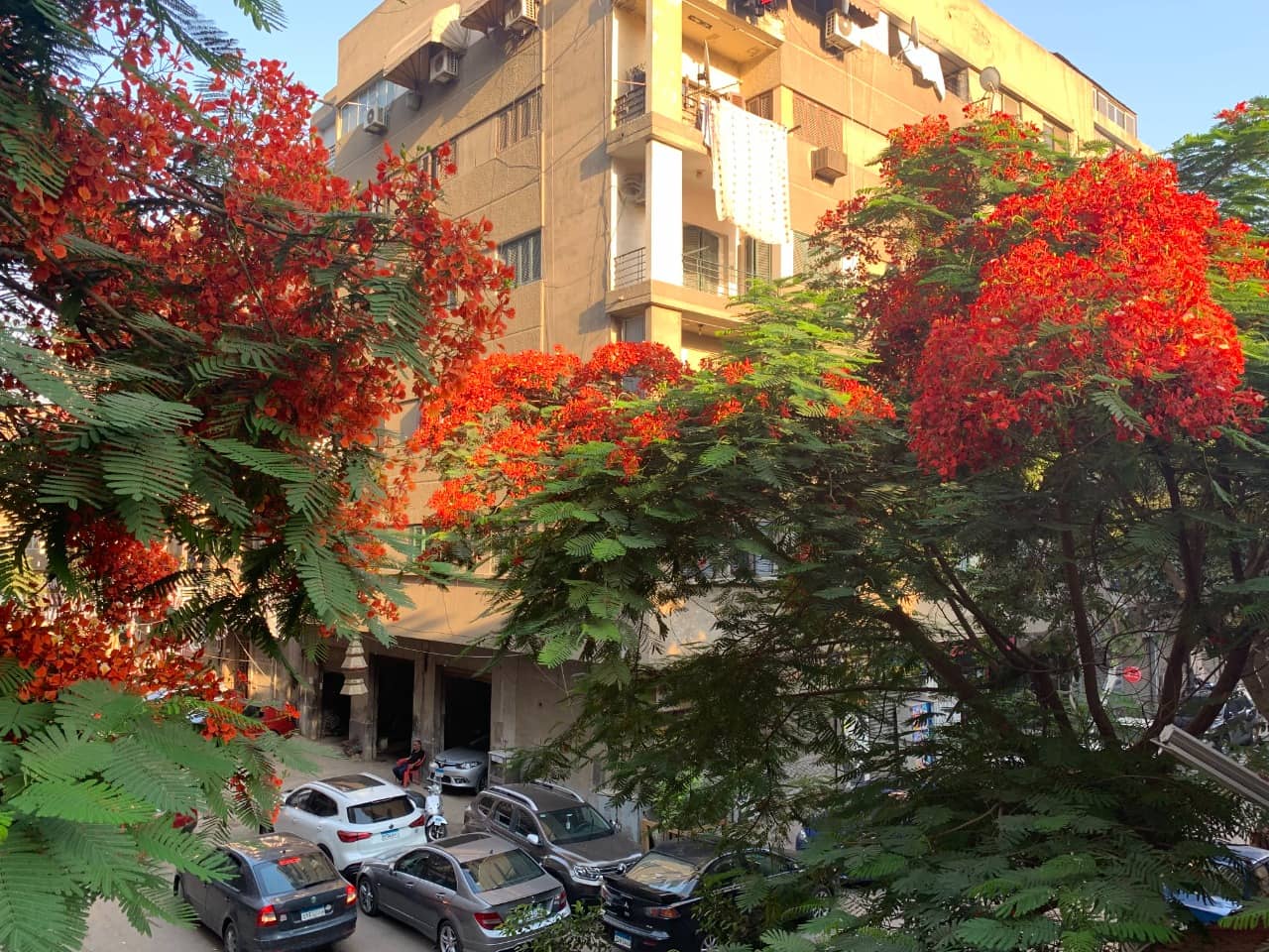 Flamboyant Trees