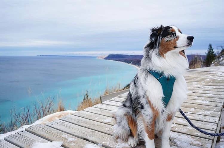 Dog-Friendly Exploration