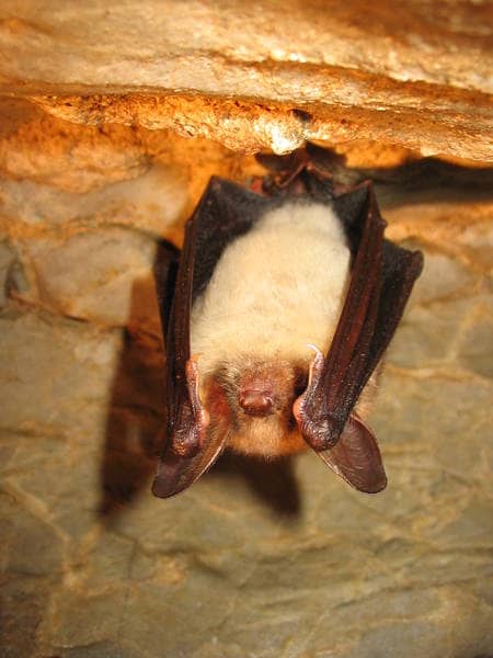 Bat Sightings