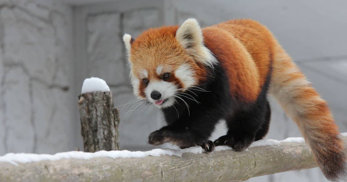 Red Panda Charm