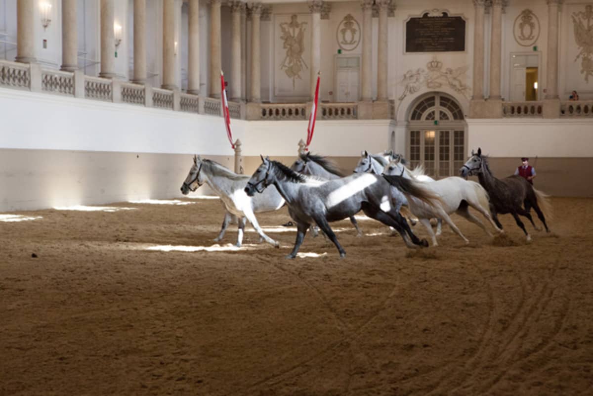 Lipizzaner Horse Walk
