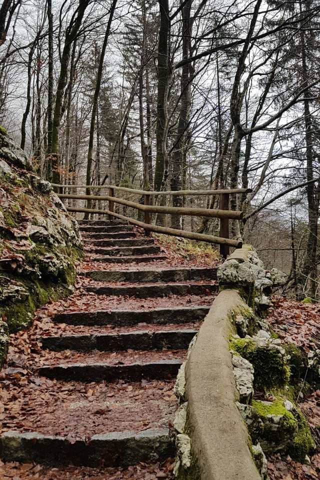 Stepped Forest Trail