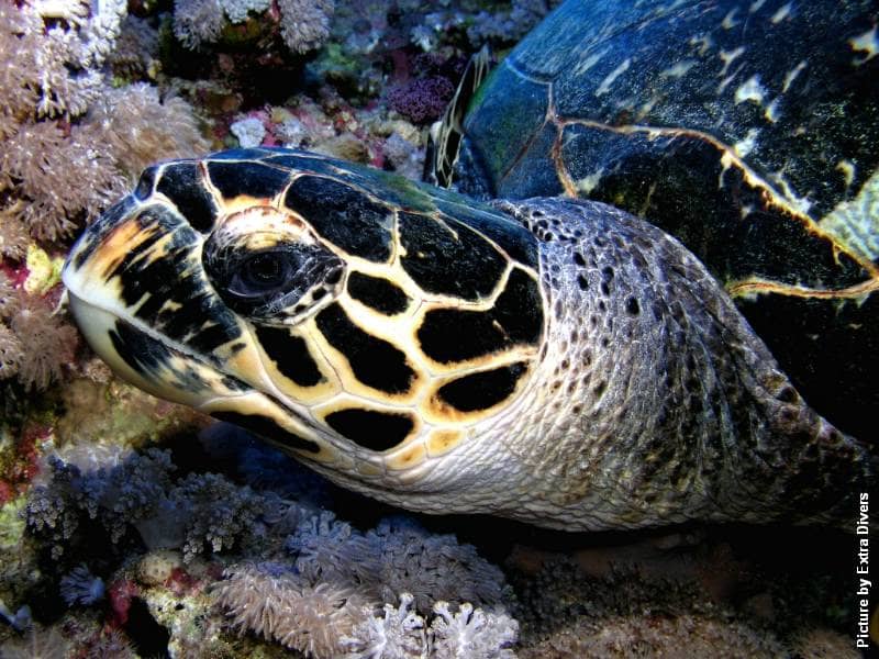 Hawksbill Turtle Sightings