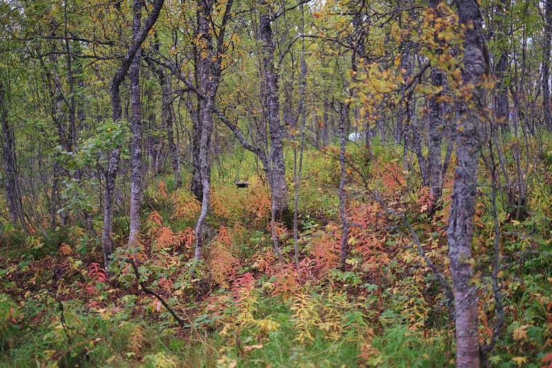 Autumn Foliage