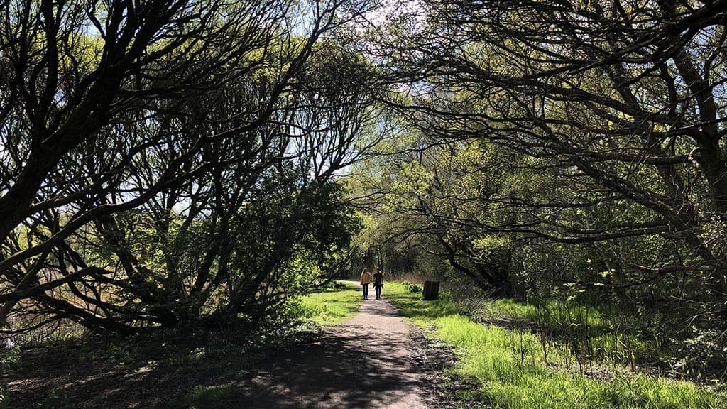 Lush Greenery and Trails