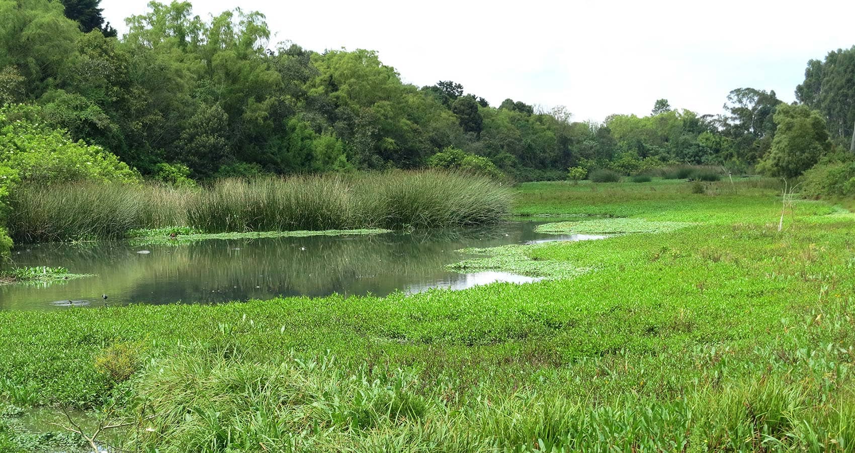 Mysterious Green Waters