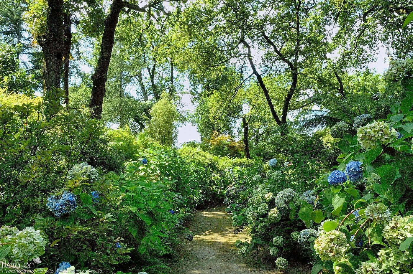 Hydrangea Season