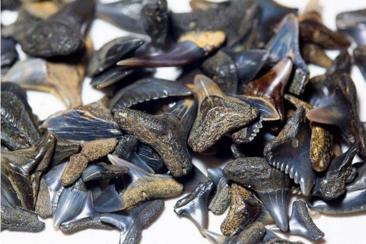 Shark Tooth & Shell Hunting
