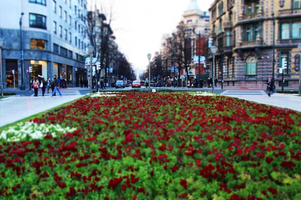 Tranquil Flowerbeds