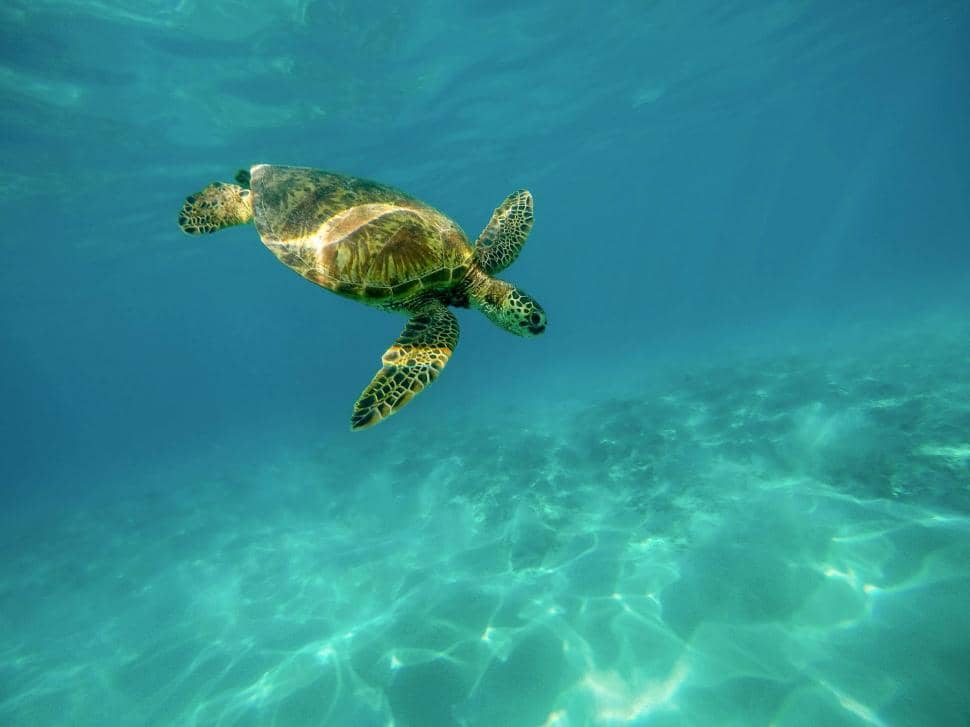 Sea Turtle Encounters