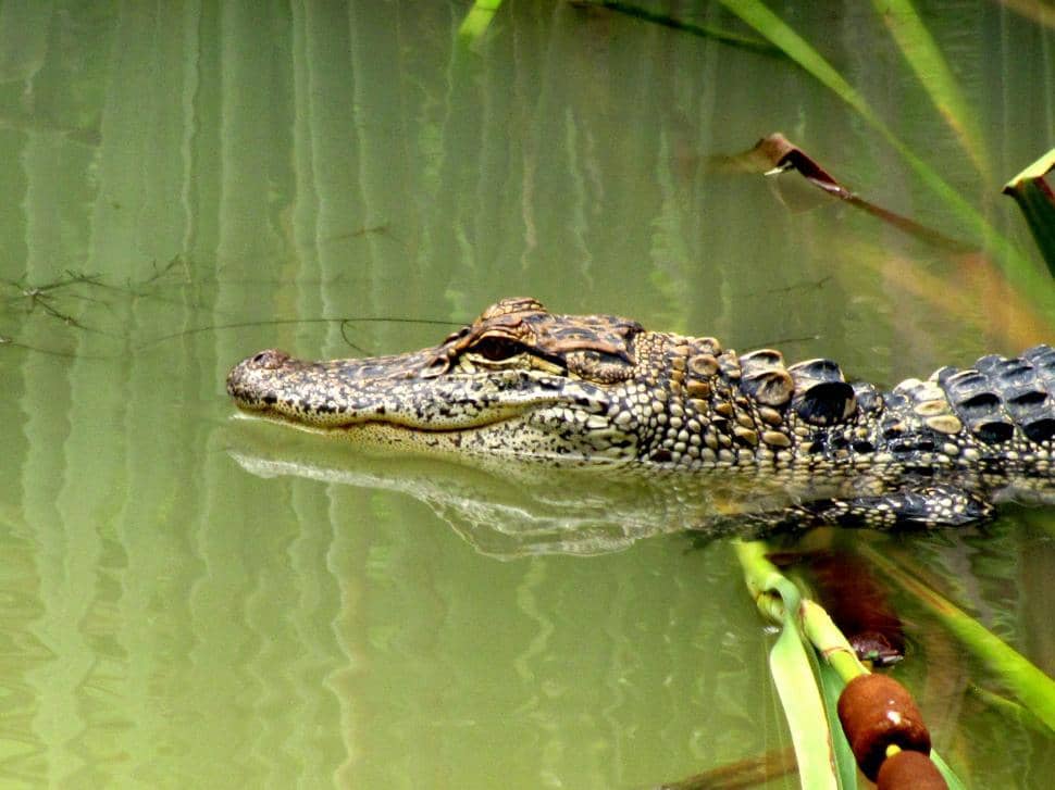 Wildlife Encounters