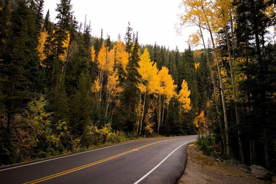 Levron Larch Forest