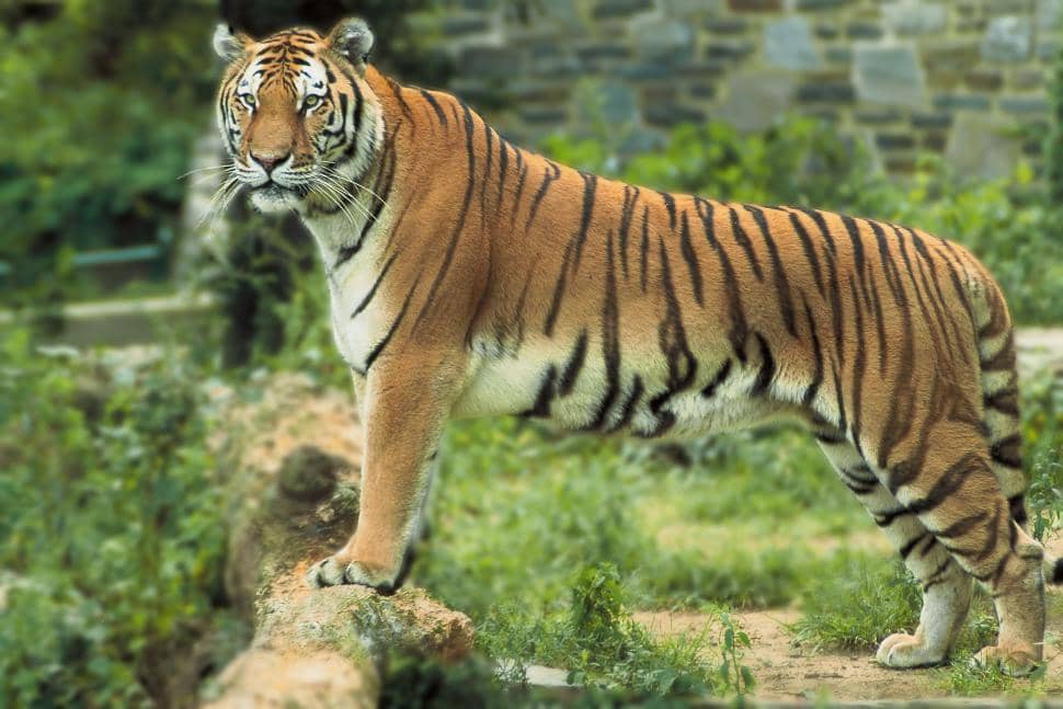 Large Tiger Photo Session