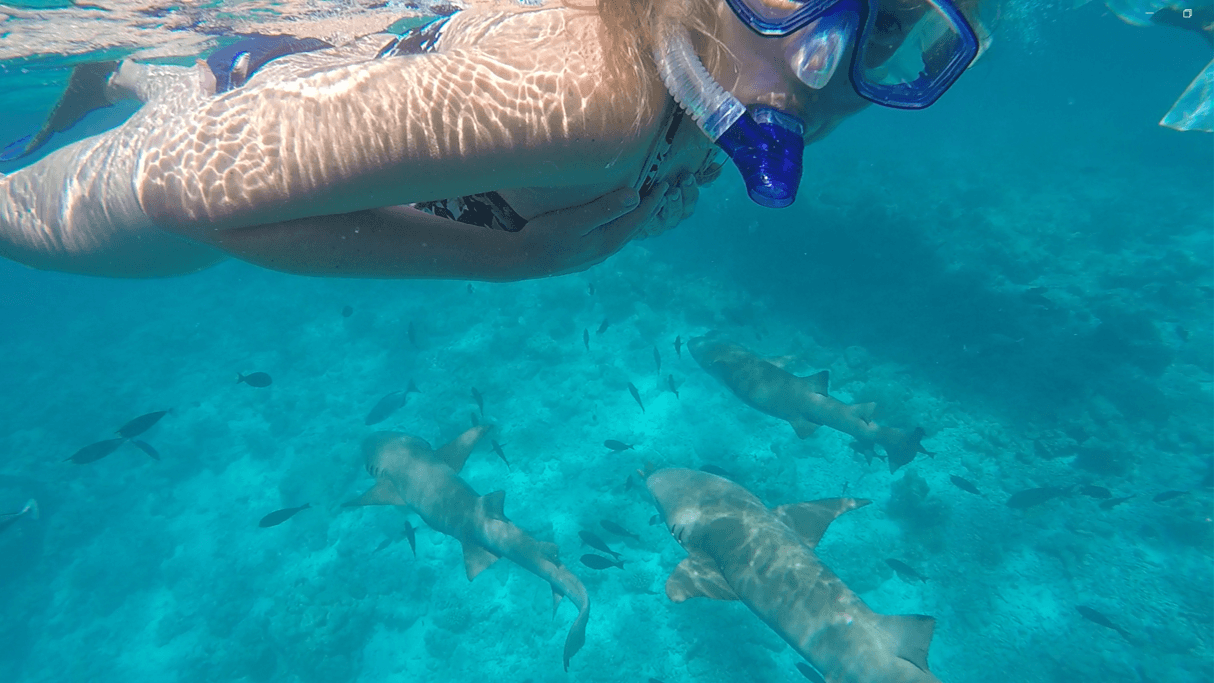 Snorkeling Reef