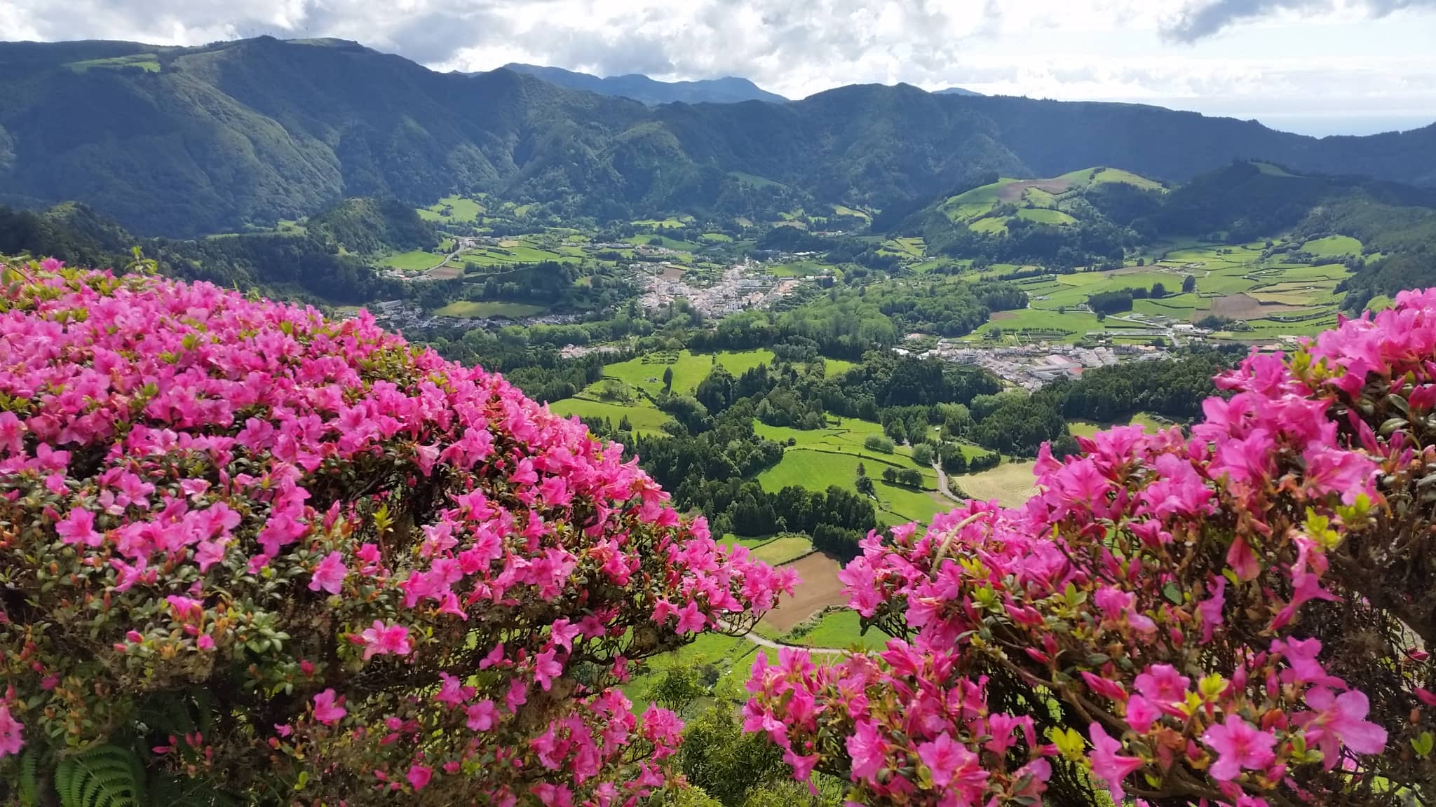 Vibrant Rhododendrons