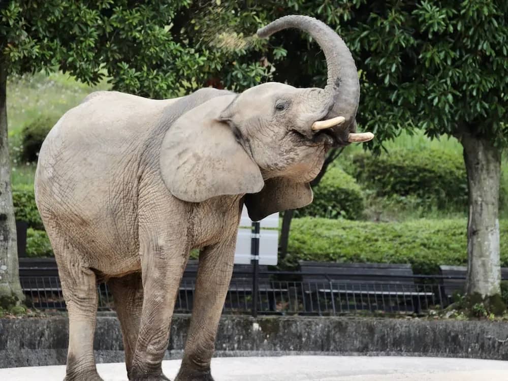 Gentle Giants: Elephants