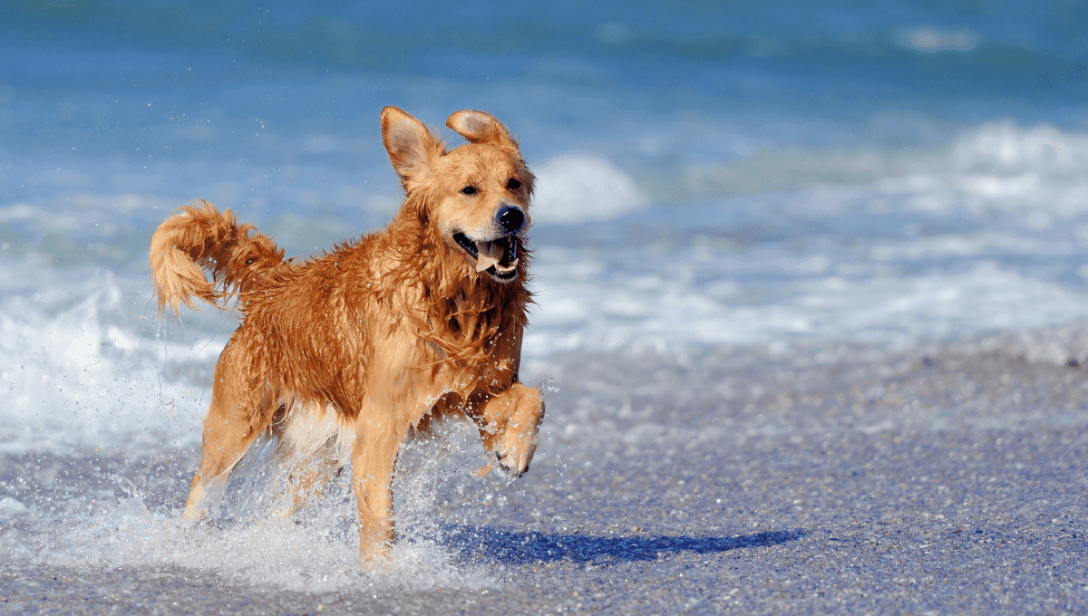 Dog-Friendly Sands