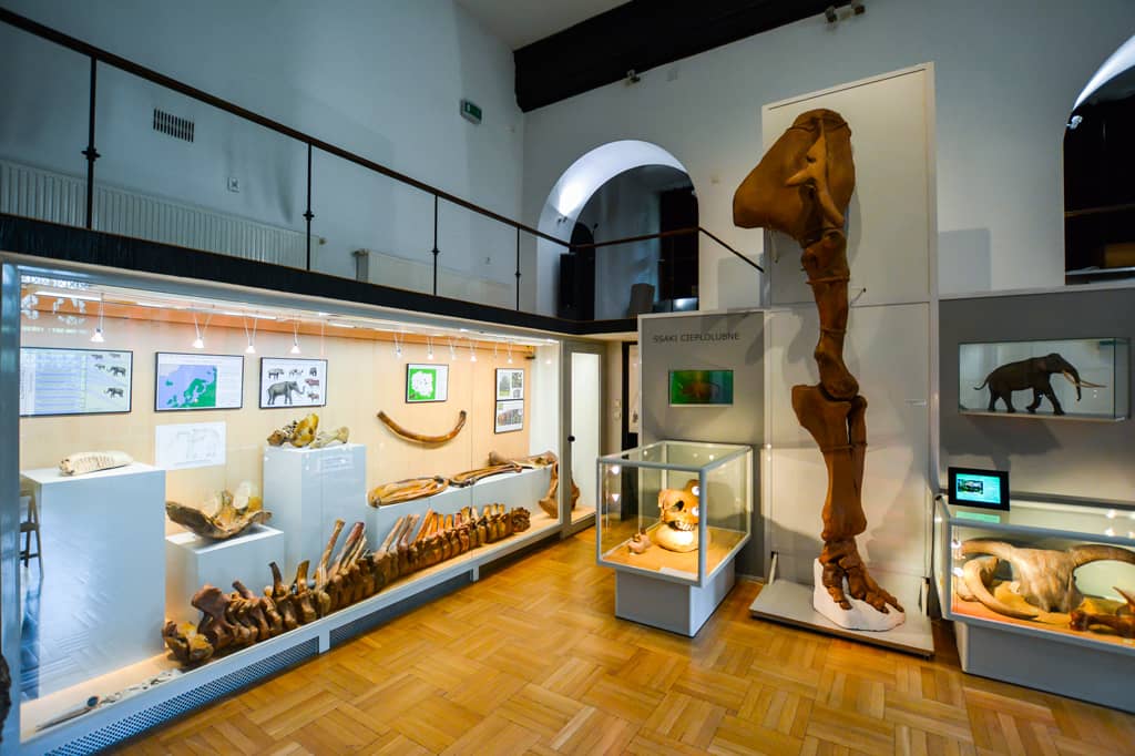 Meteorite Display