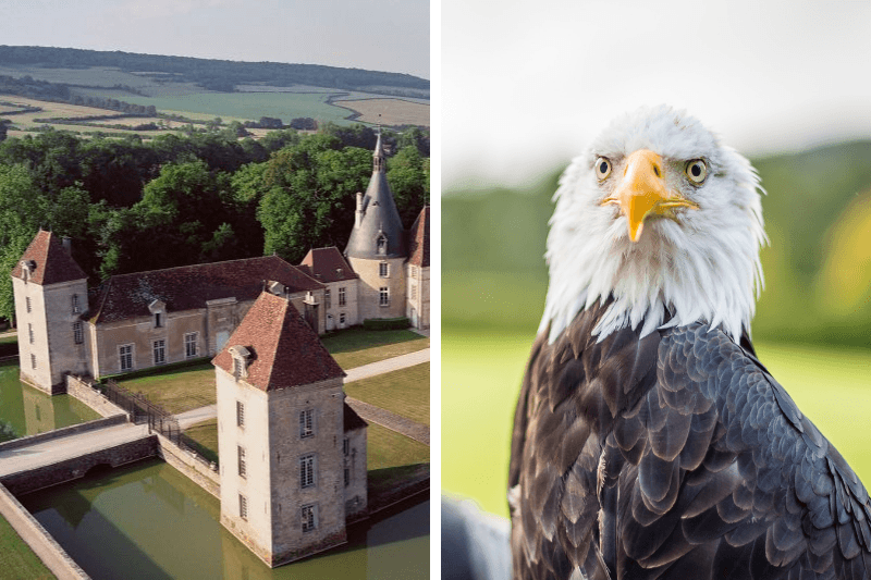 Falconry Exhibition