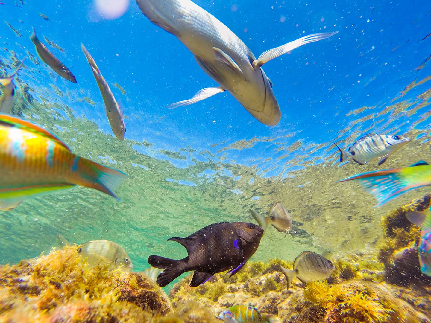 Snorkeling Adventures