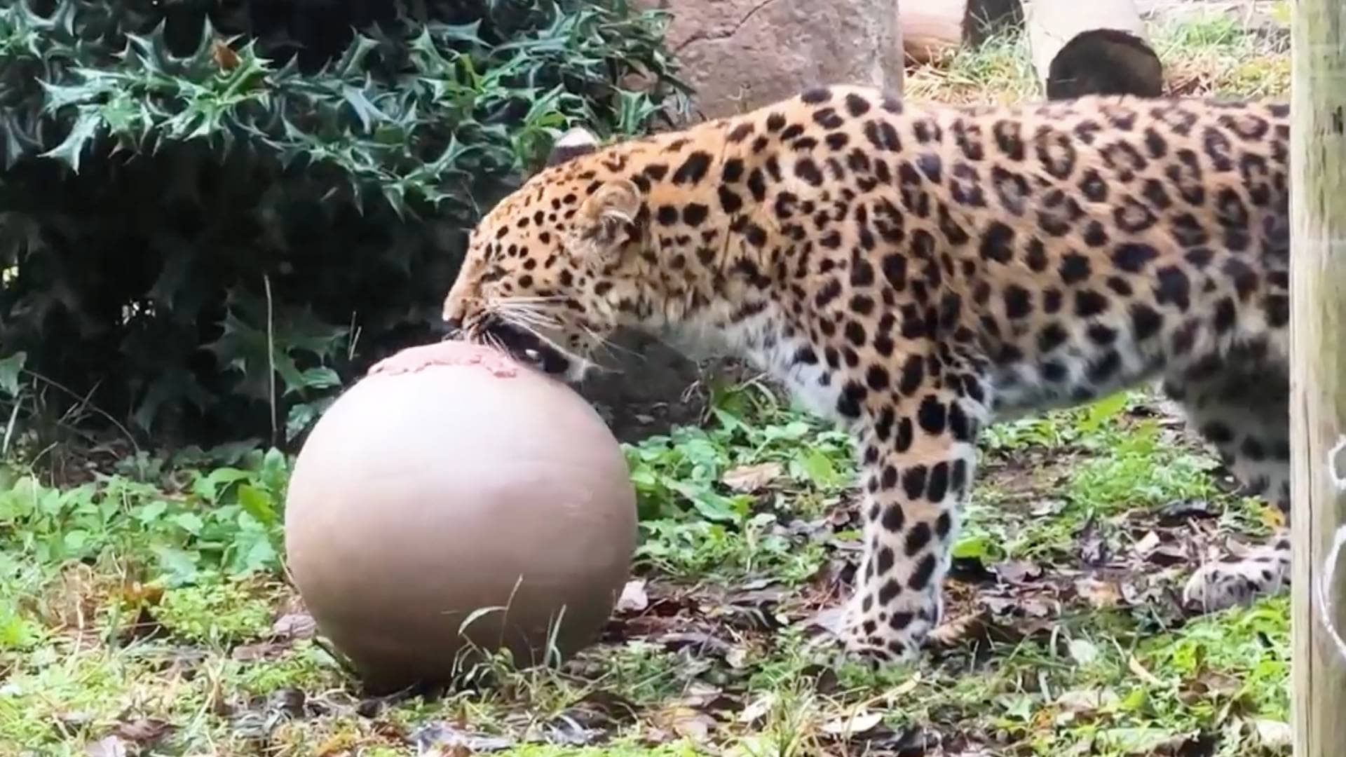 Amur Leopard