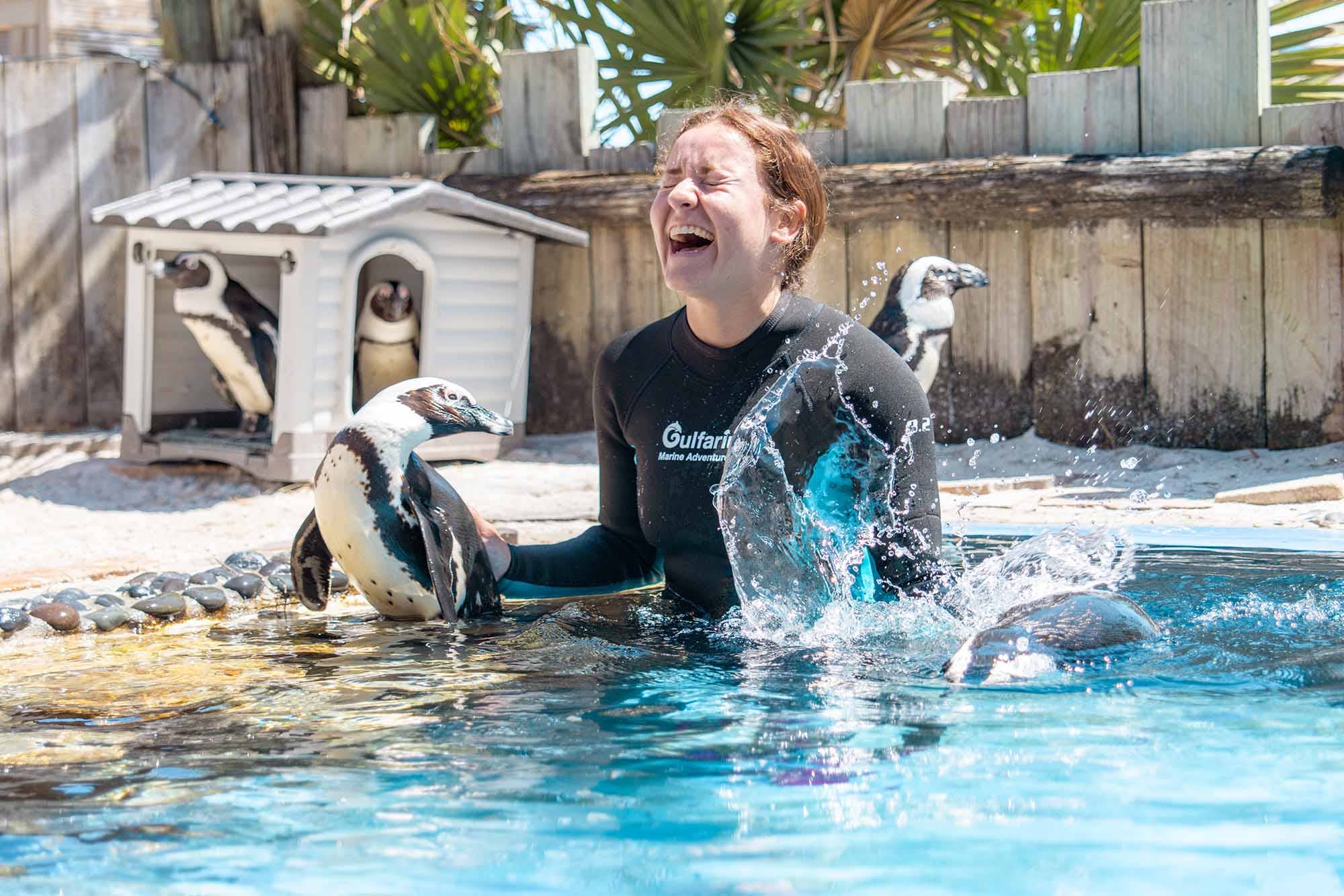 Penguin Experience