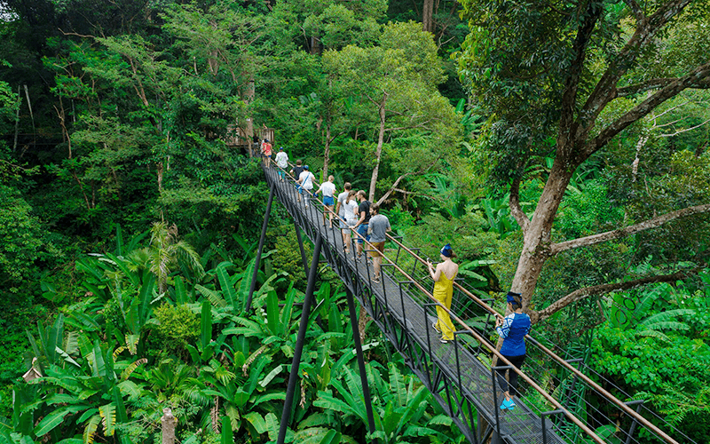 Jungle Skywalk