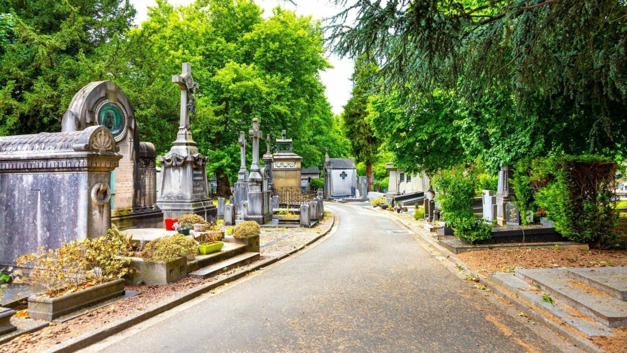 Peaceful Avenues