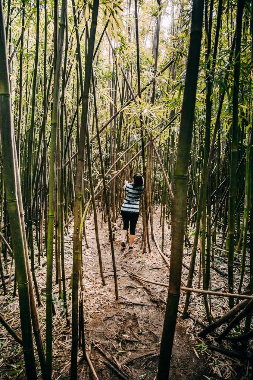 Bamboo Forest