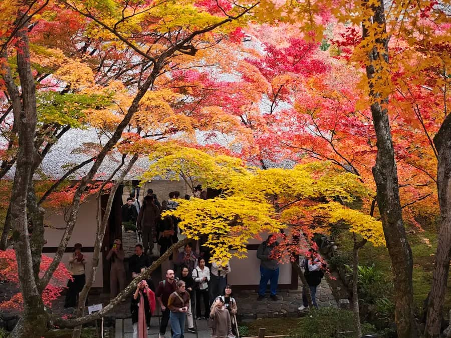 Autumn Foliage Spectacle