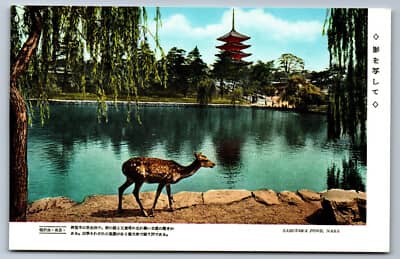 Deer Encounters (Fewer Crowds)