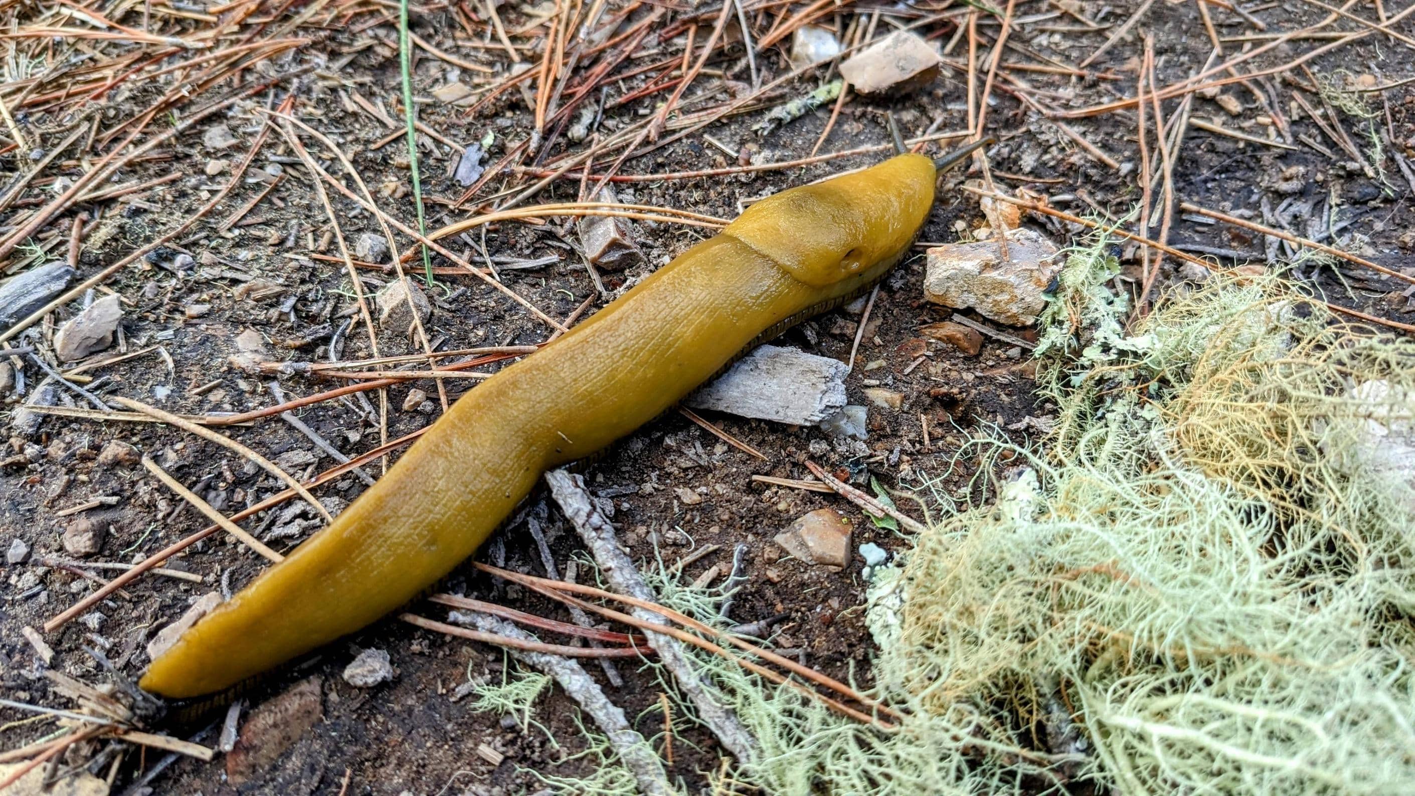 Pacific Banana Slug Sightings